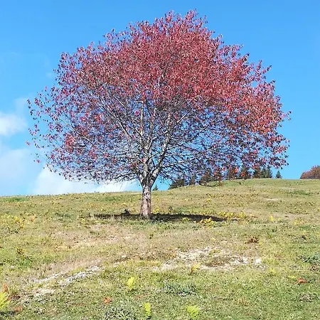 Zbogar Apartamento *