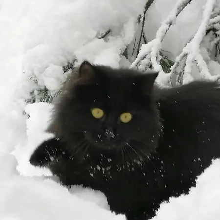 Zbogar 아파트 Rateče