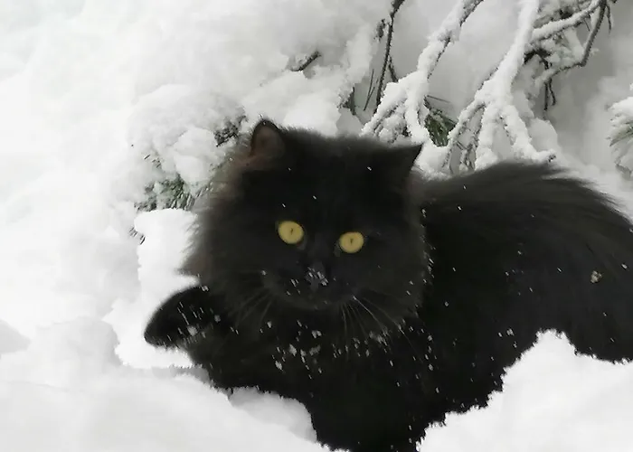 Zbogar 아파트 Rateče